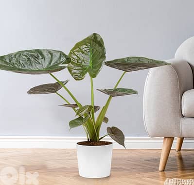 Alocasia Wentii