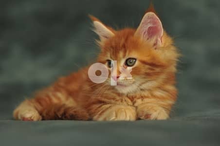Orange MaineCoon