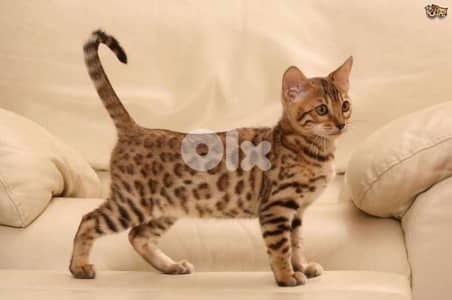 Bengal Kitten Imported