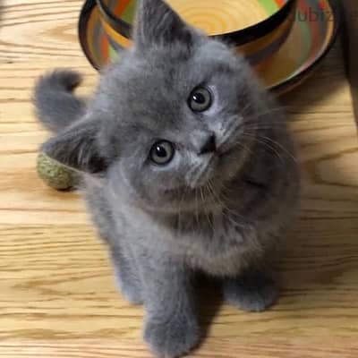 British Kitten Love