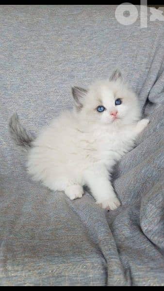 Ragdoll Kitten