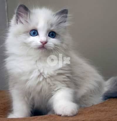 Ragdoll now Available
