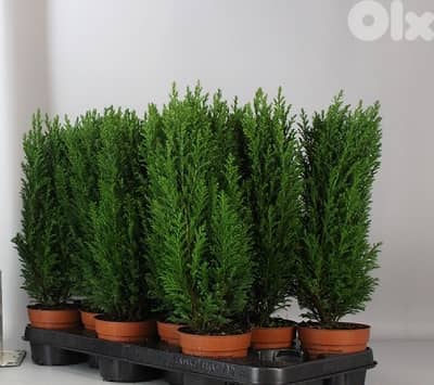 Ellwoodii cypress small trees