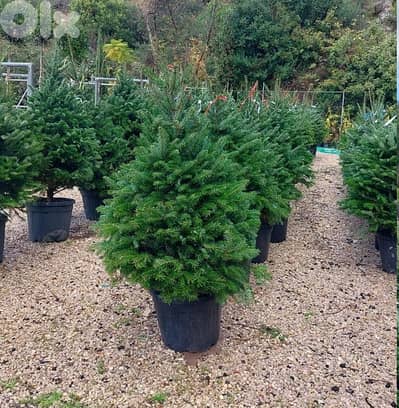 Green ABies Nordmanniana