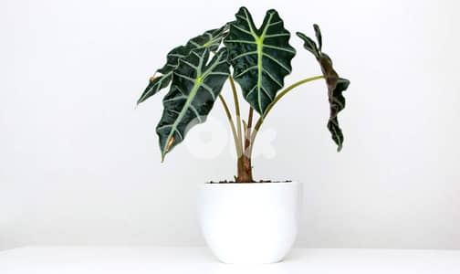 Alocasia polly