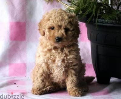 Toy Poodle Sweet delivery IMPORTED