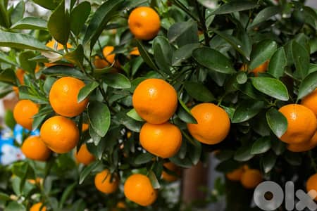 Italian Mandarine trees