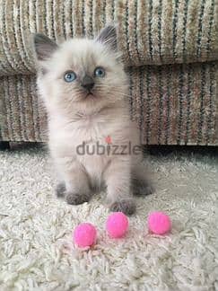 Himalayan Kittens moon face Cat قطط