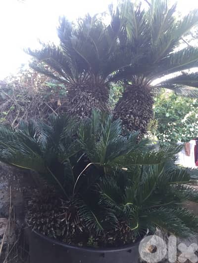 cycas 1,8 m نخيل سيكاس مميزة ٤ رؤوس ١،٨ م