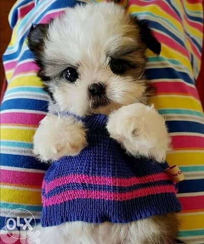 Baby Shih Tzu puppy / dog كلاب