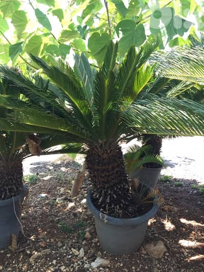 cycas plants شتلة نخيل سيكا
