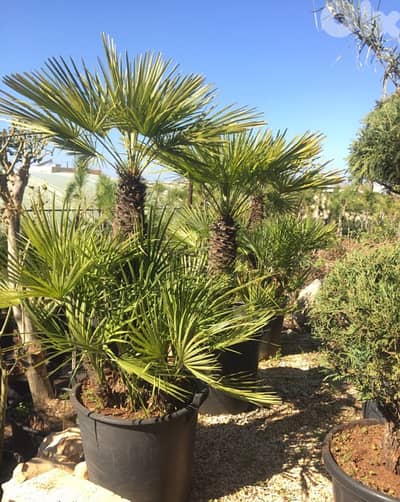 chamaerops humilis كاميروبس
