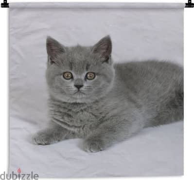 British ShortHair Grey kitten