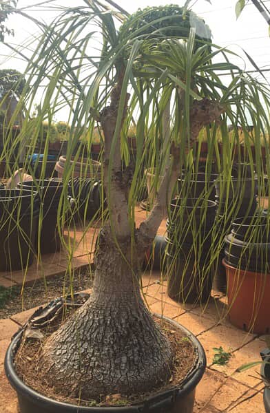beaucarnea 1