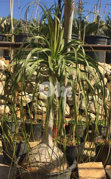 beaucarnea 2