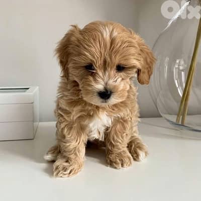 Imported Maltipoo goldish