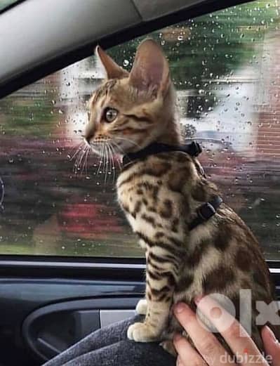 Bengal Kittens - Cat Available قطط
