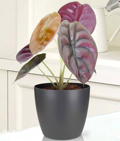 Alocasia red secret