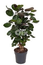 Polyscias/ aralia 1