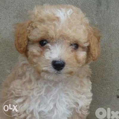 Mini Goldendoodle puppy imported