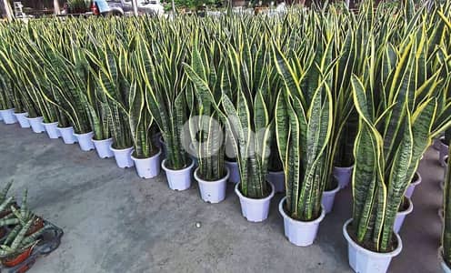Snake plant/ sanseveria