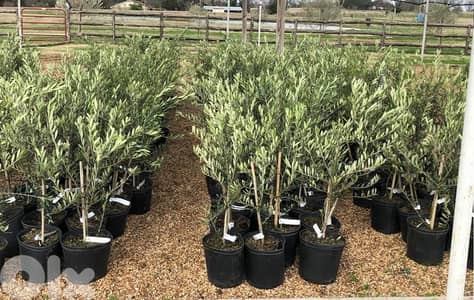 spanish Arbequina olive trees شجر زيتون إسباني آربيكانا