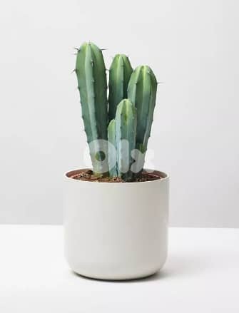 Blue cactus