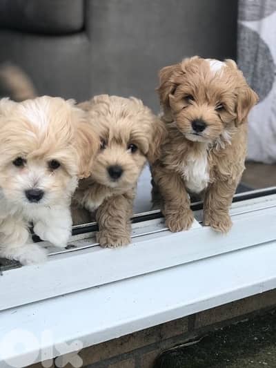 Imported Maltipoo Gold SMALL
