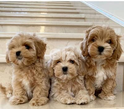 Imported Maltipoo Puppies AVAILABLE