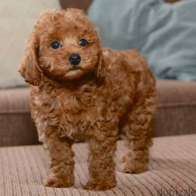 Miniature Poodle Puppies/ dog كلاب