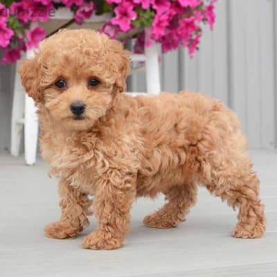 Imported Poodle gold color