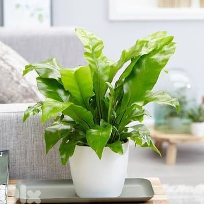 Bird's nest fern