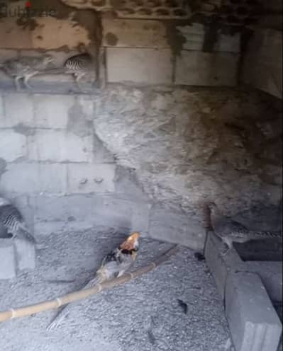 فوزون غولدن احمر و اصفر /غينيا بيغ/كوشامو/براكل بلجيكي/